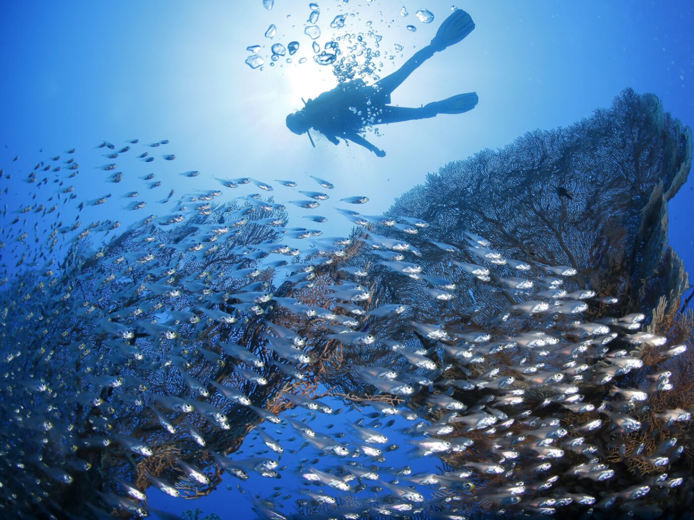 Two Swiss nationals missing after shipwreck in Seychelles