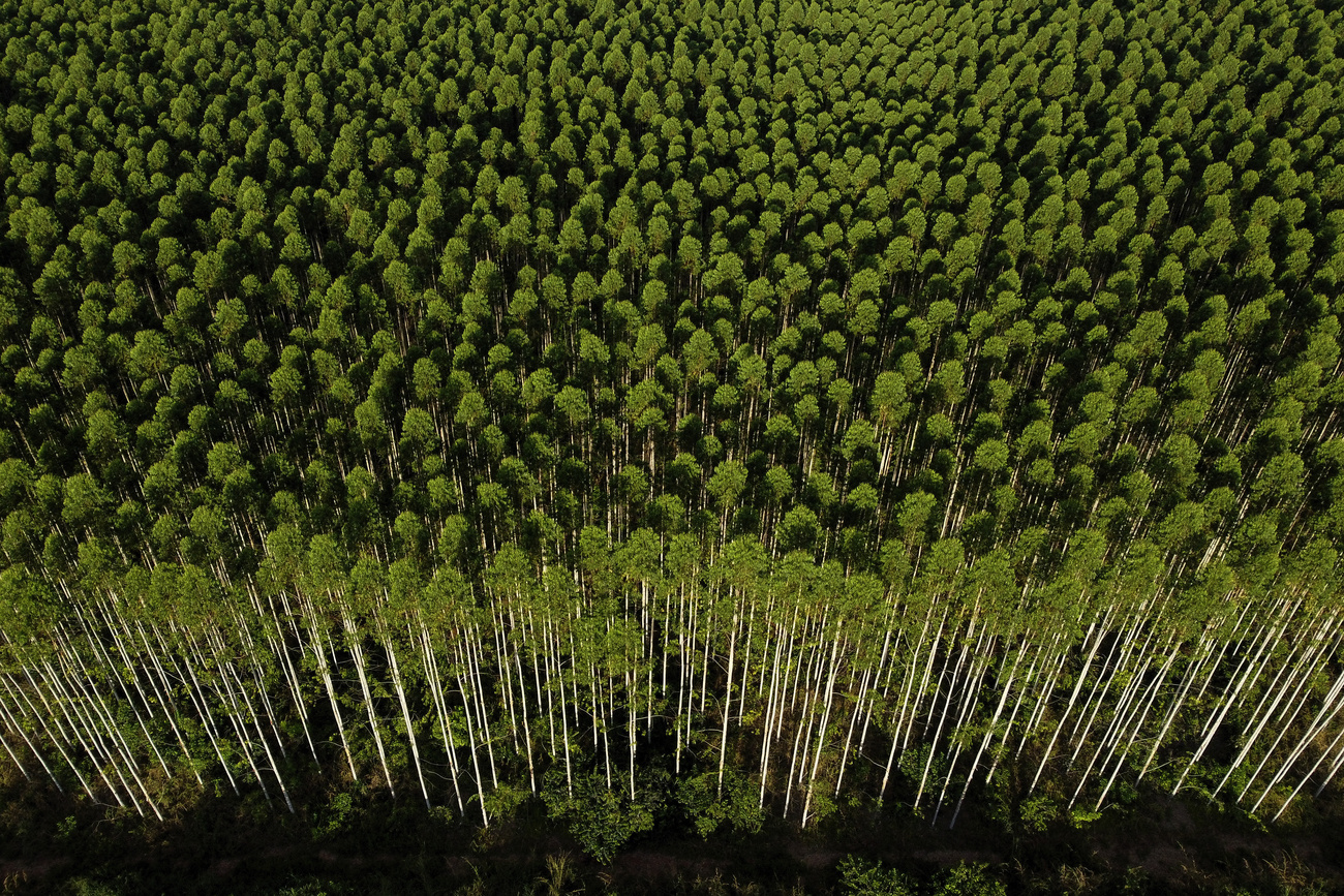 Uma área plantada com eucaliptos