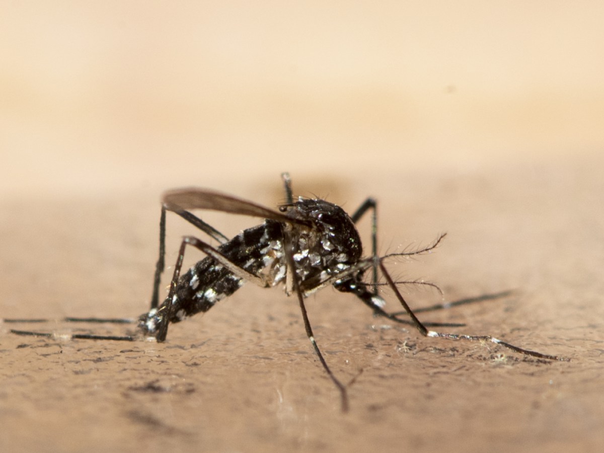 Tiger mosquito continues to spread in Zurich Tiger mosquito continues to spread in Zurich