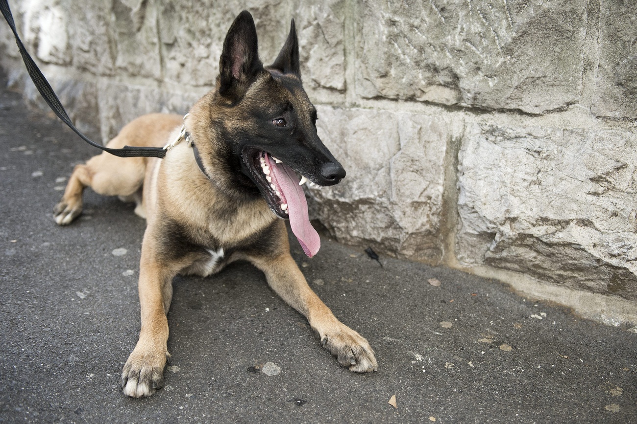 Cão farejador da raça belga malinois.