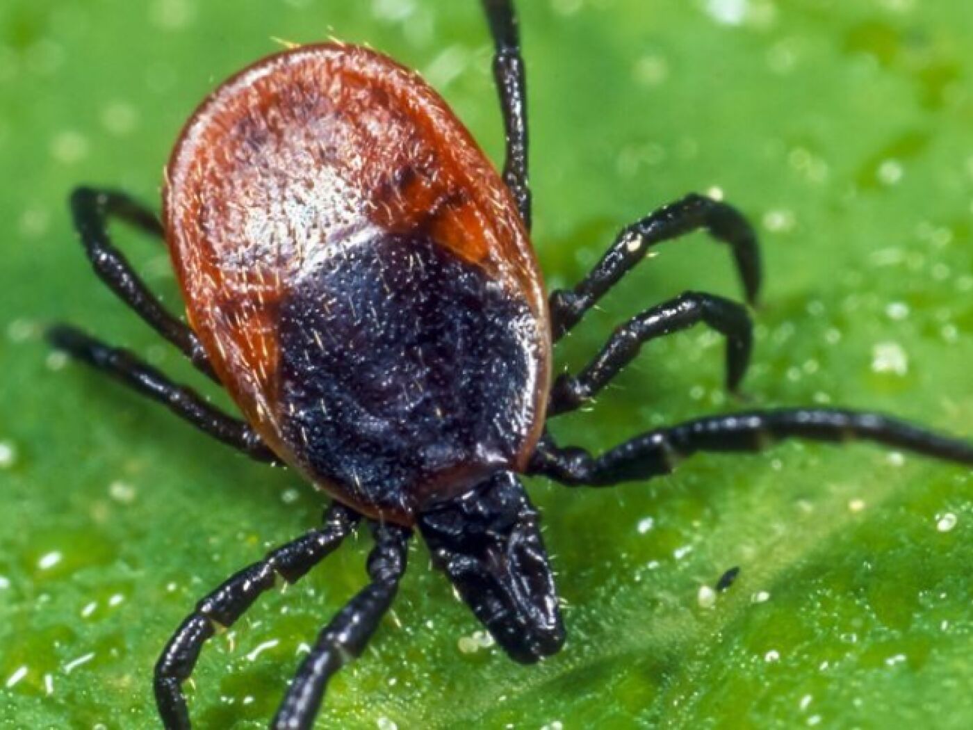 Suva: salgono le temperature e aumentano i morsi di zecca