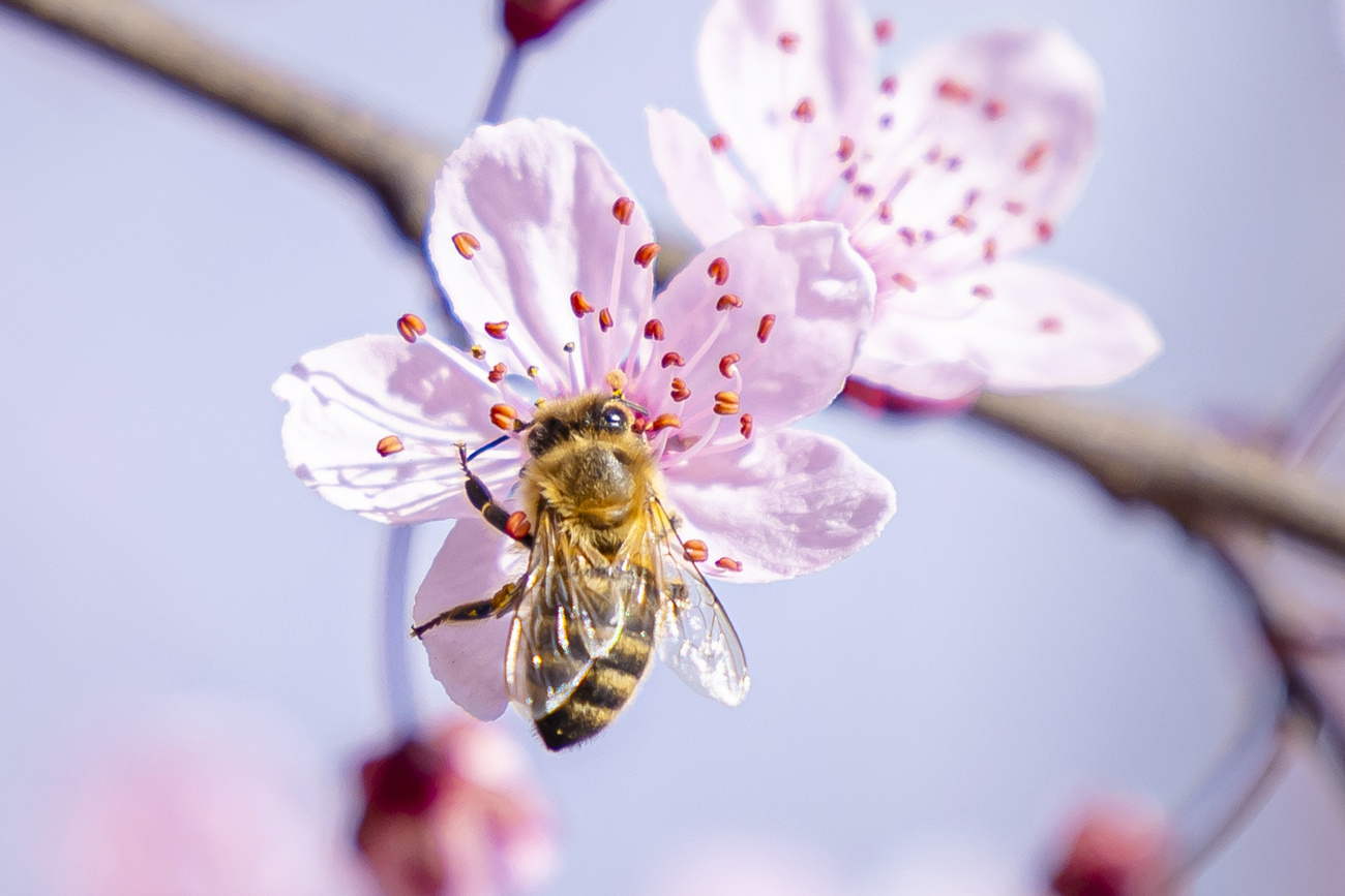 ape su un fiore di ciliegio