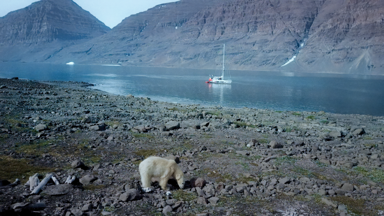 Ours polaire en Arctique avec le voilier "Pachamama" sur l'océan en arrière-plan.