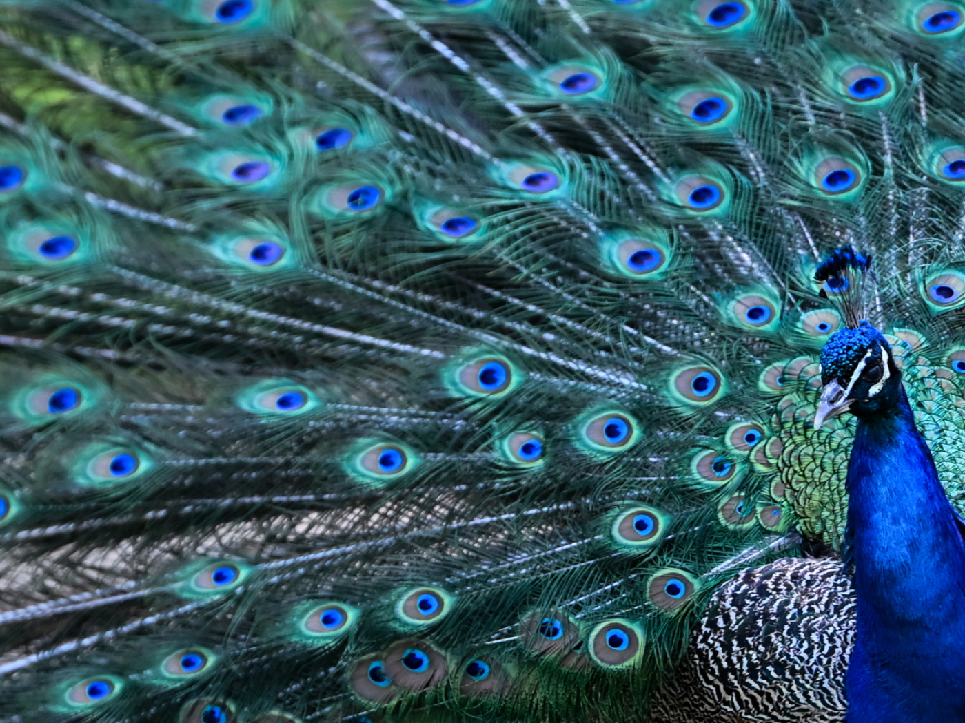 Peacocks are back at the zoo after a trip to Basel neighbourhoods