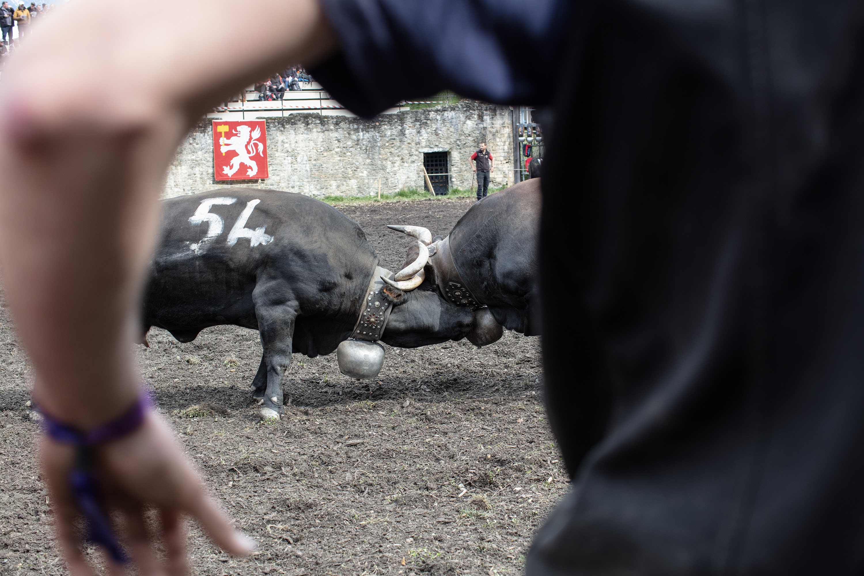 Combattimento tra mucche