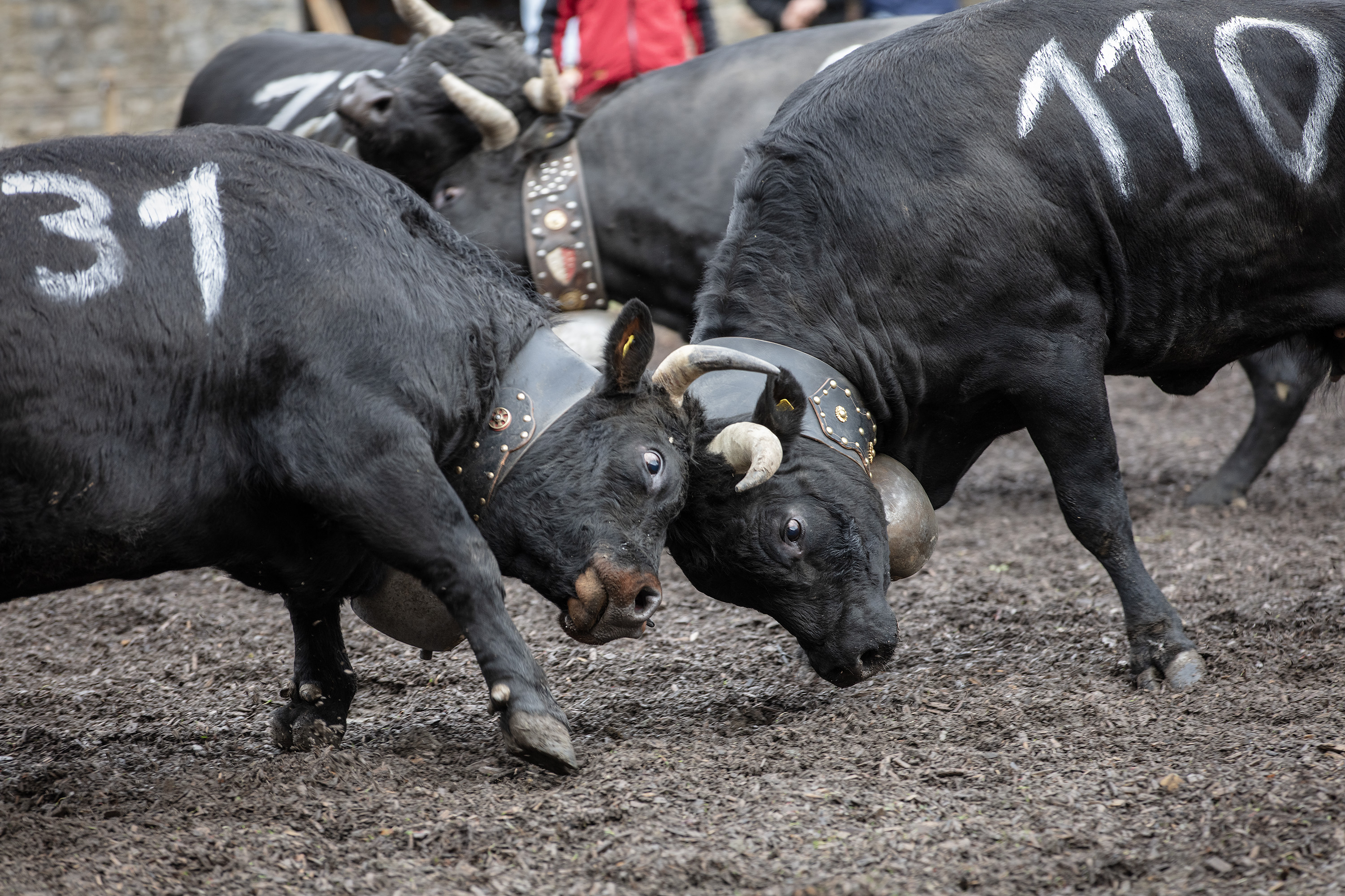 Cow Battle Martigny