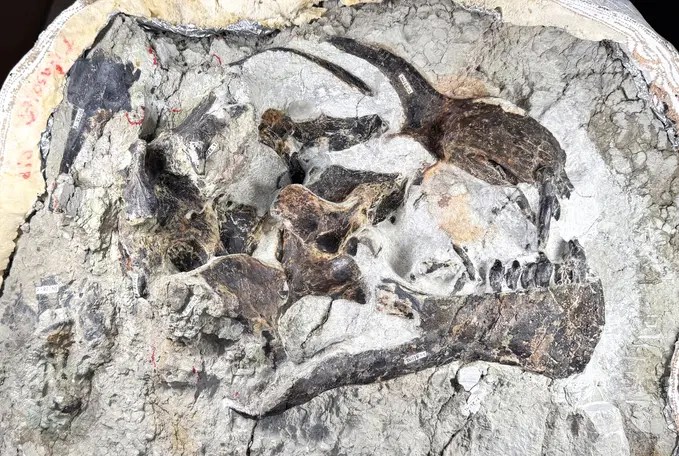 Teschio di dinosauro