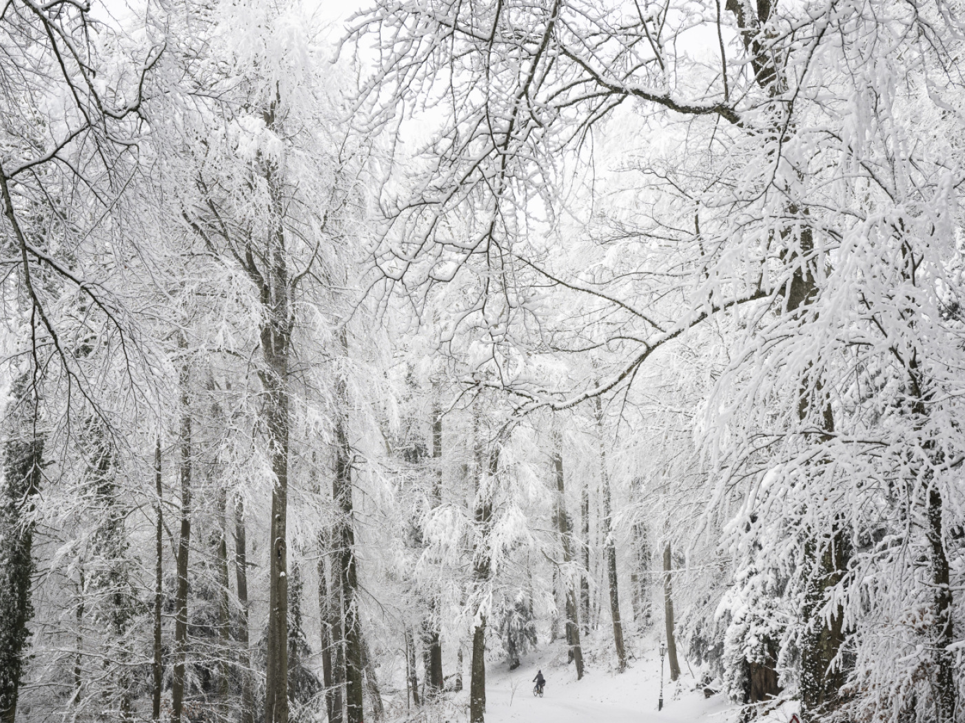 Forests store up to 30% of winter snowfall, Swiss study finds
