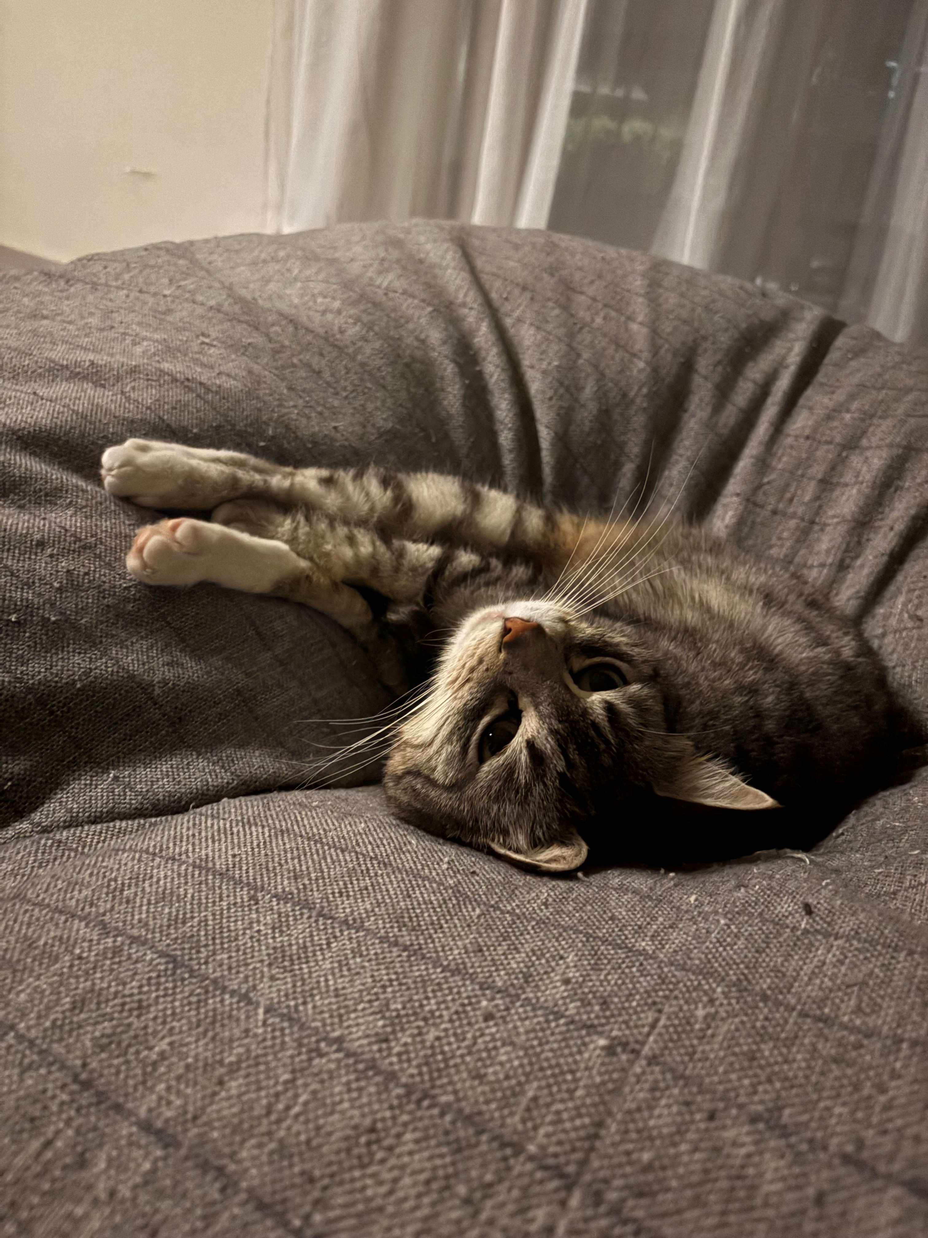 gatto grigio tigrato