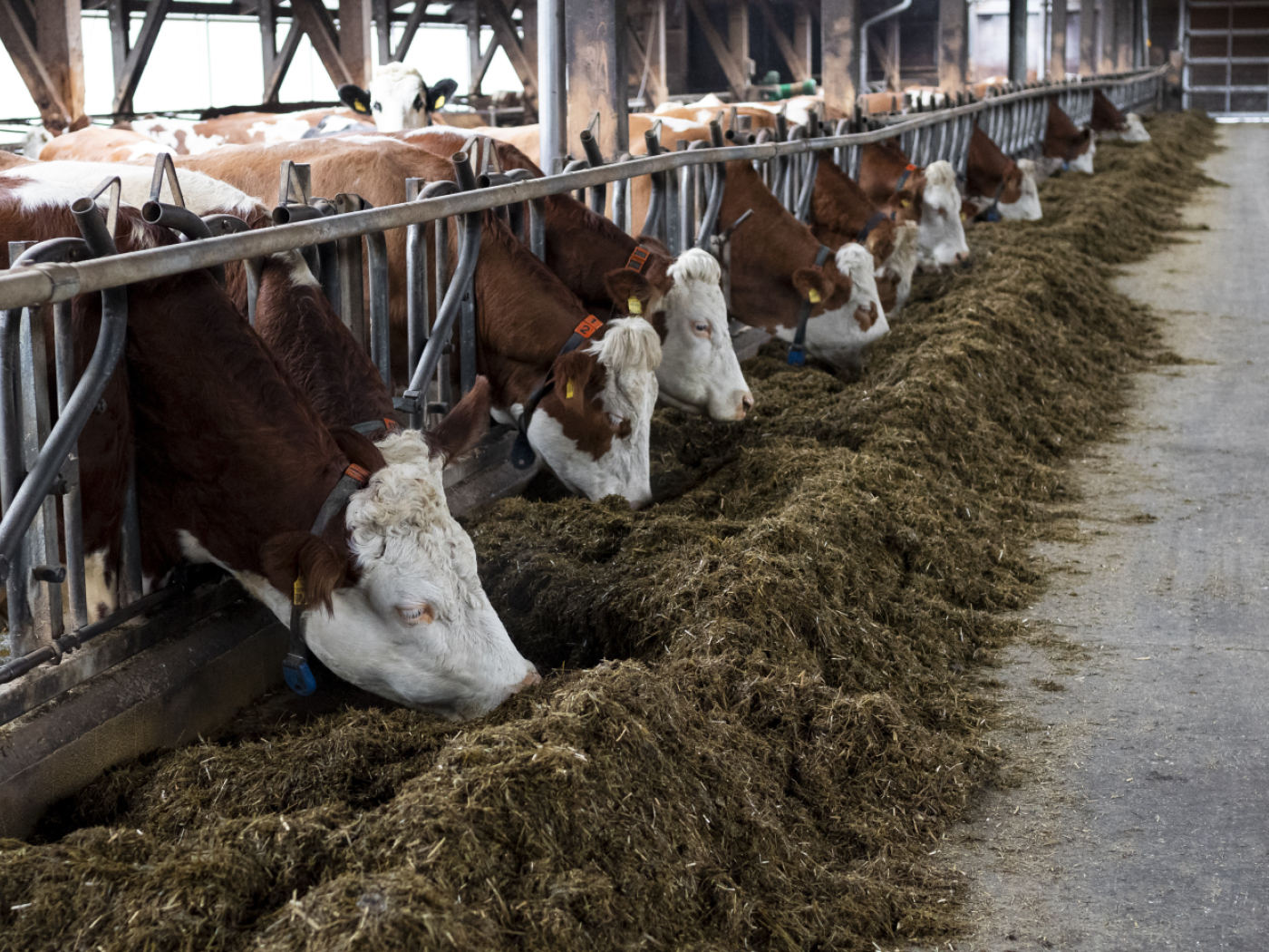 Fewer dairy cows and pigs - but flourishing vegetable growing