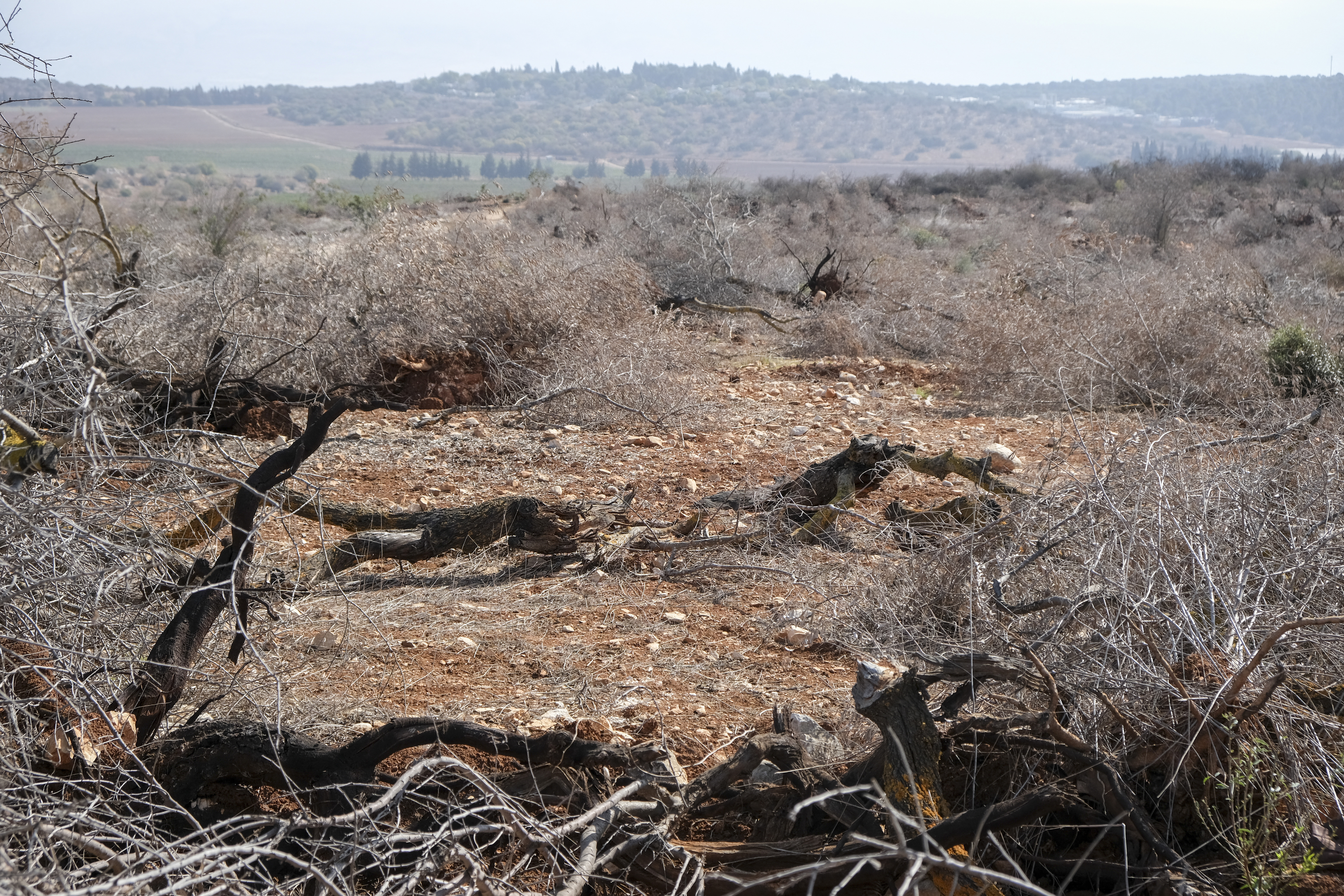 Durch die IDF entwurzelte Olivenbäume im Süden von Libanon