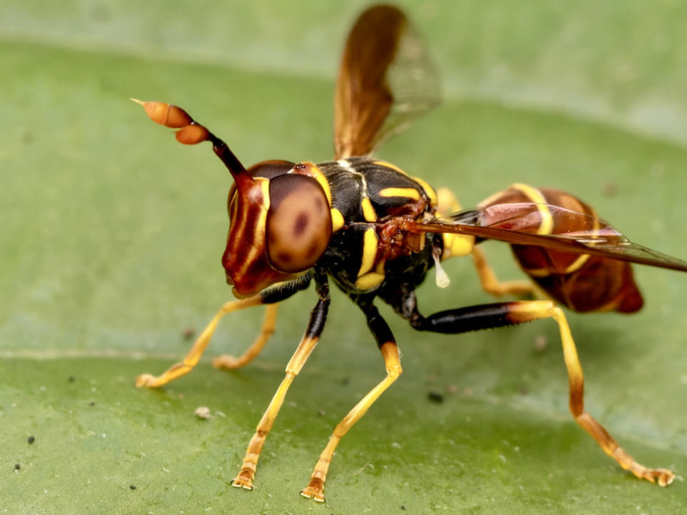 Hoverfly