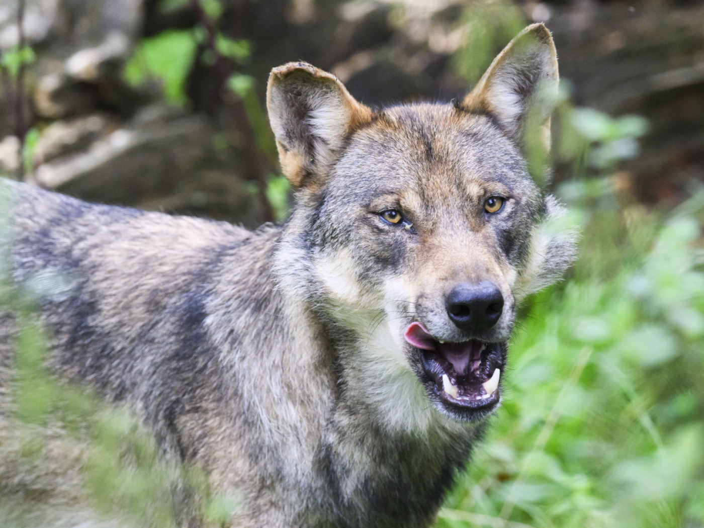 Lupi: misure di regolazione danno i loro frutti