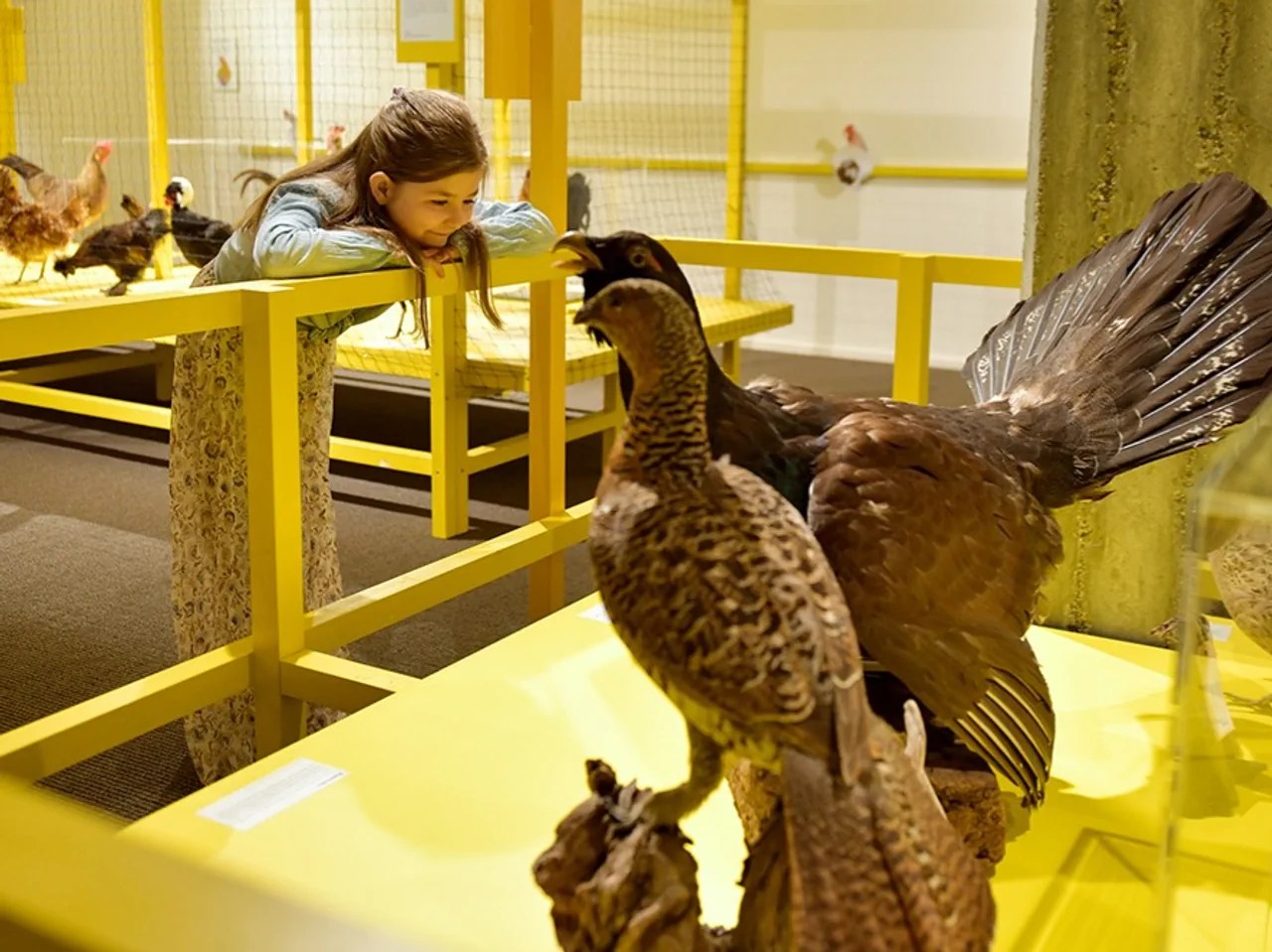 Die Ausstellung beleuchtet die Lebensweise der Tiere, ihre Ansprüche, ihre Abstammung und schlägt einen Bogen zur zunehmend steigenden Bedeutung als Nahrungsmittellieferant.