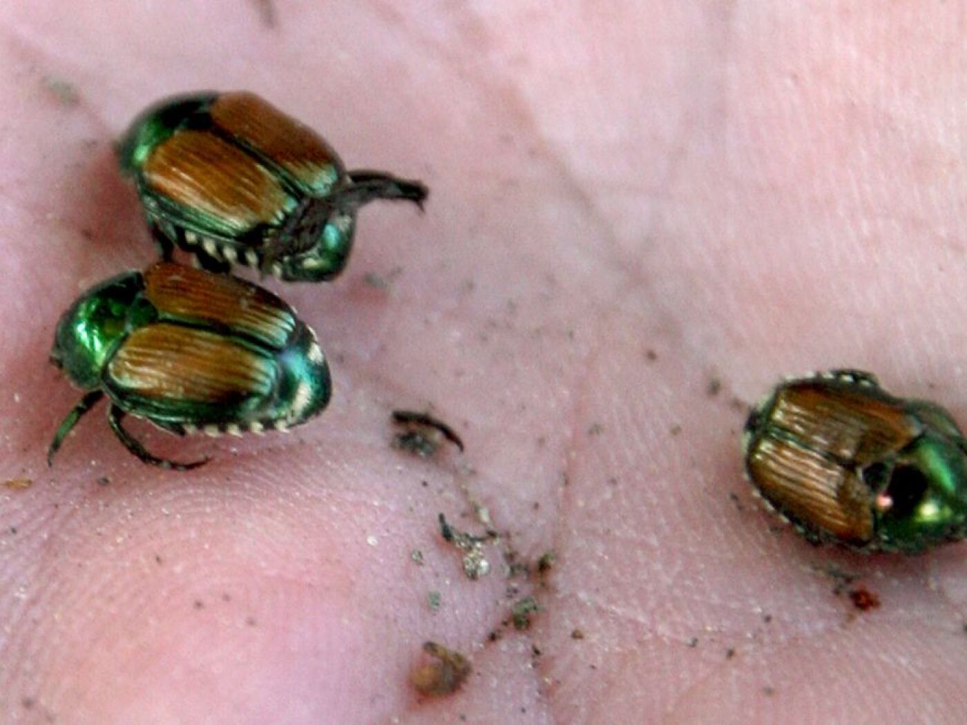 tre coleotteri giapponesi sul palmo di una mano