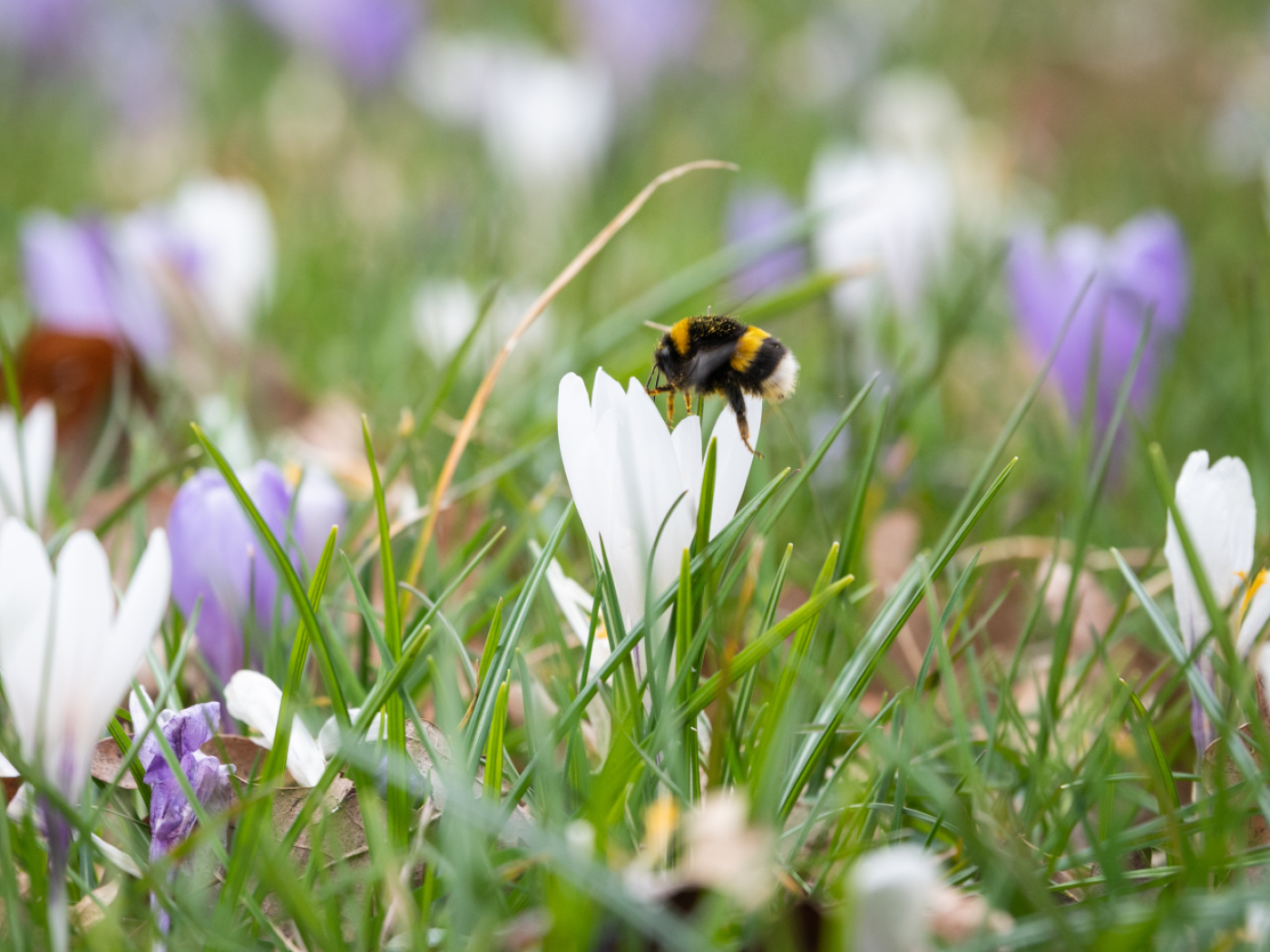 ape su un crocus bianco