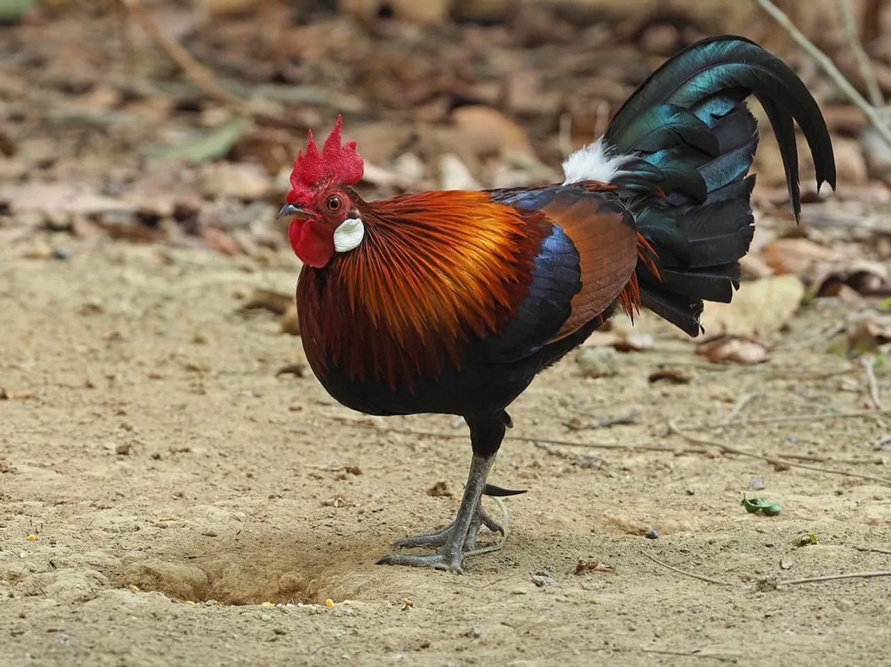 Das Bankivahuhn (Gallus gallus) ist die wildlebende Stammform des Haushuhns. Im Bild: ein Bankivahahn. Er ist mit einem farbenprächtigen Gefieder ausgestattet.