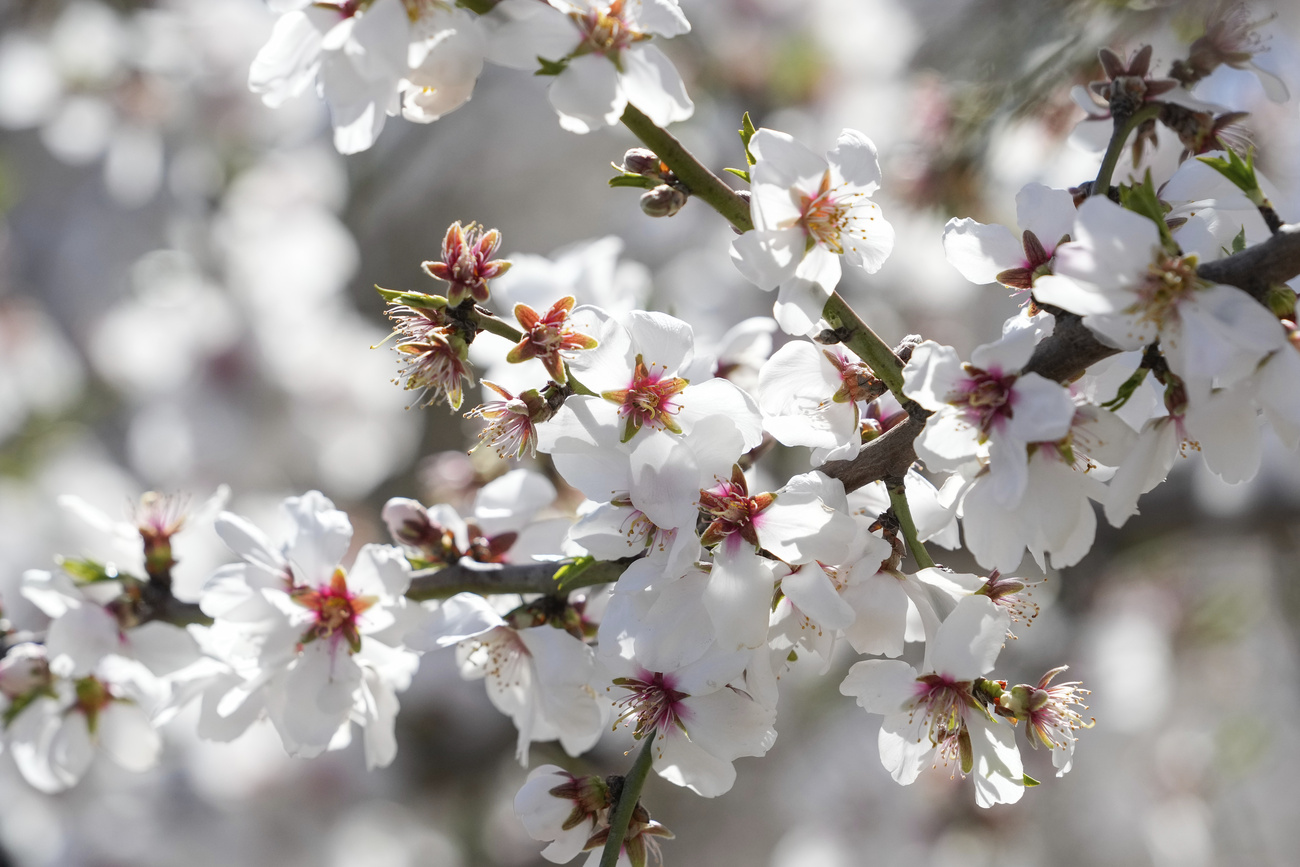 mandorlo in fiore