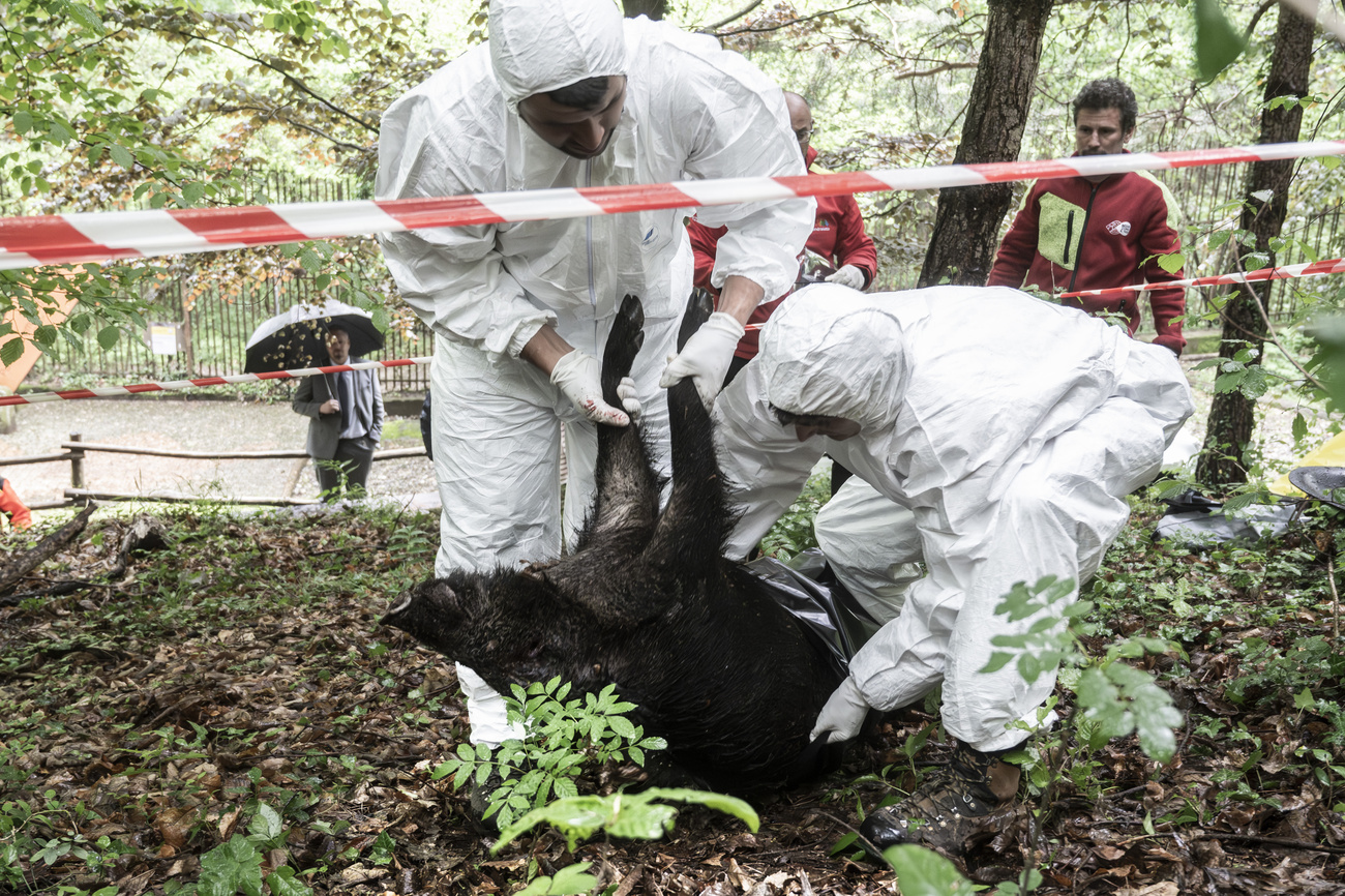 Il personale sanitario mette in sicurezza il cinghiale morto a causa della peste suina africana durante l'esercitazione organizzata nei boschi del Mendrisiotto, mercoledì 7 maggio 2025, a Pedrinate.