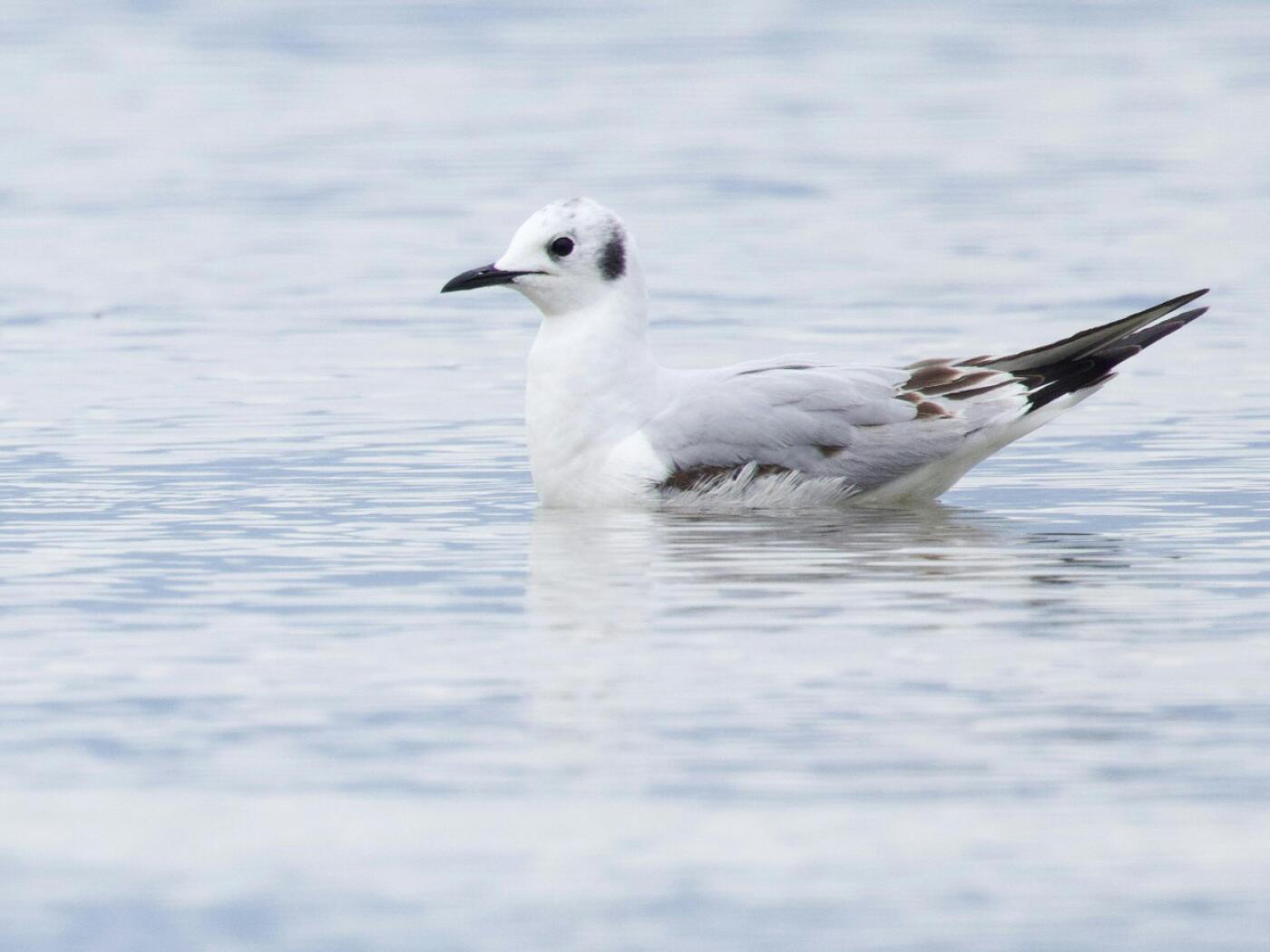 Bonaparte’s gull visits Switzerland for the first time