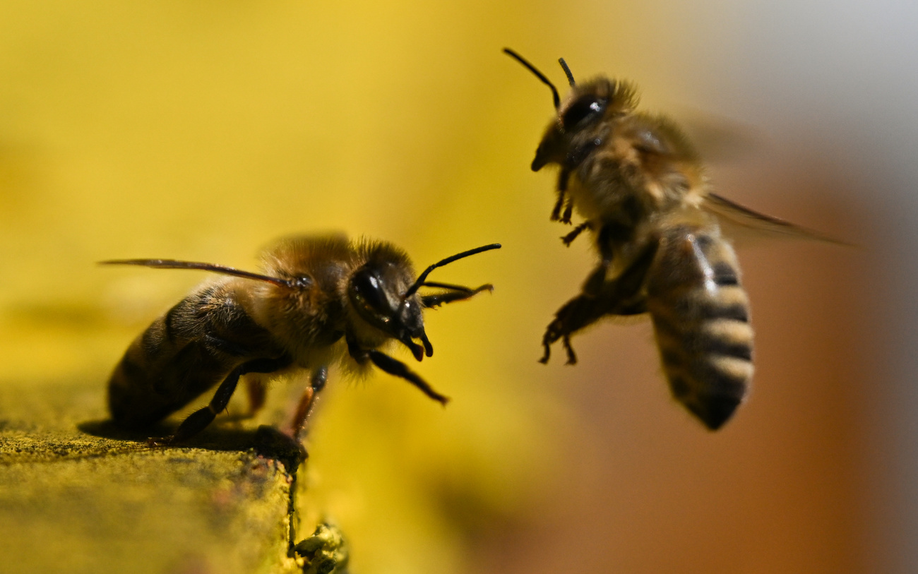 Bienen vor einer gelben Blüte
