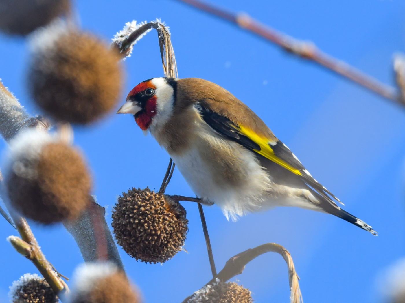 Birdlife Switzerland invites you to count birds