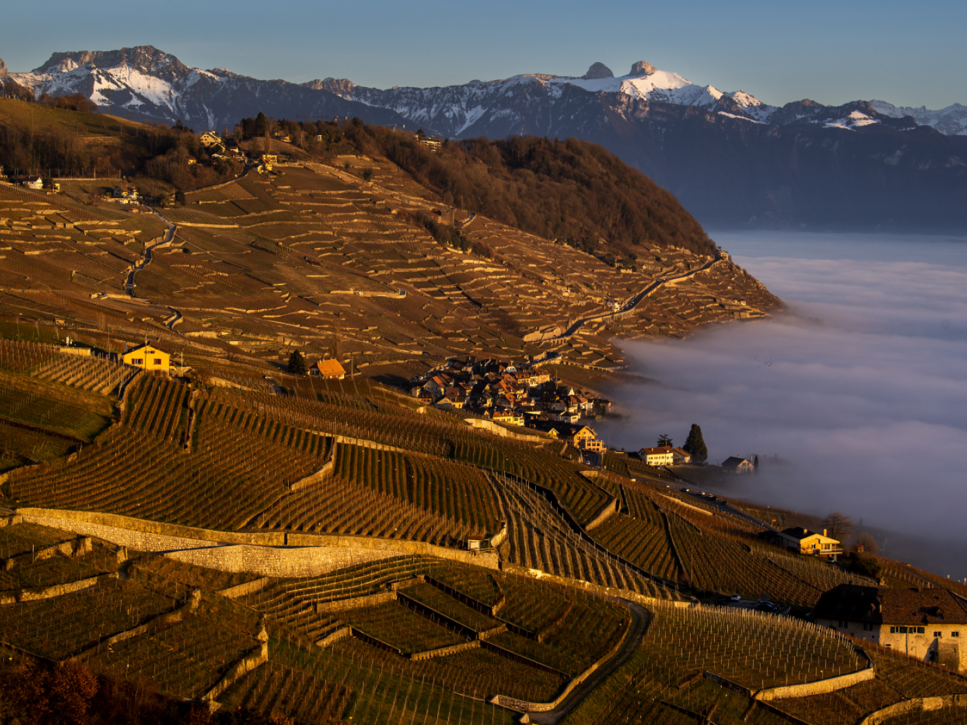 Lavaux vineyards: rich but fragile biodiversity