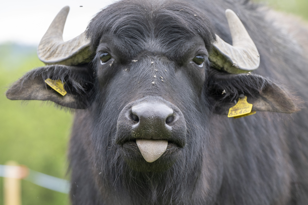 BUFALO
