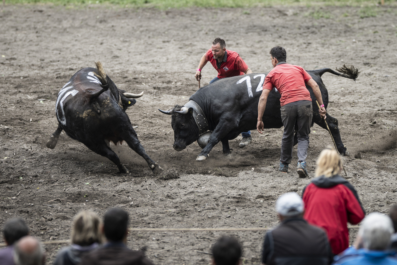 combattimento mucche