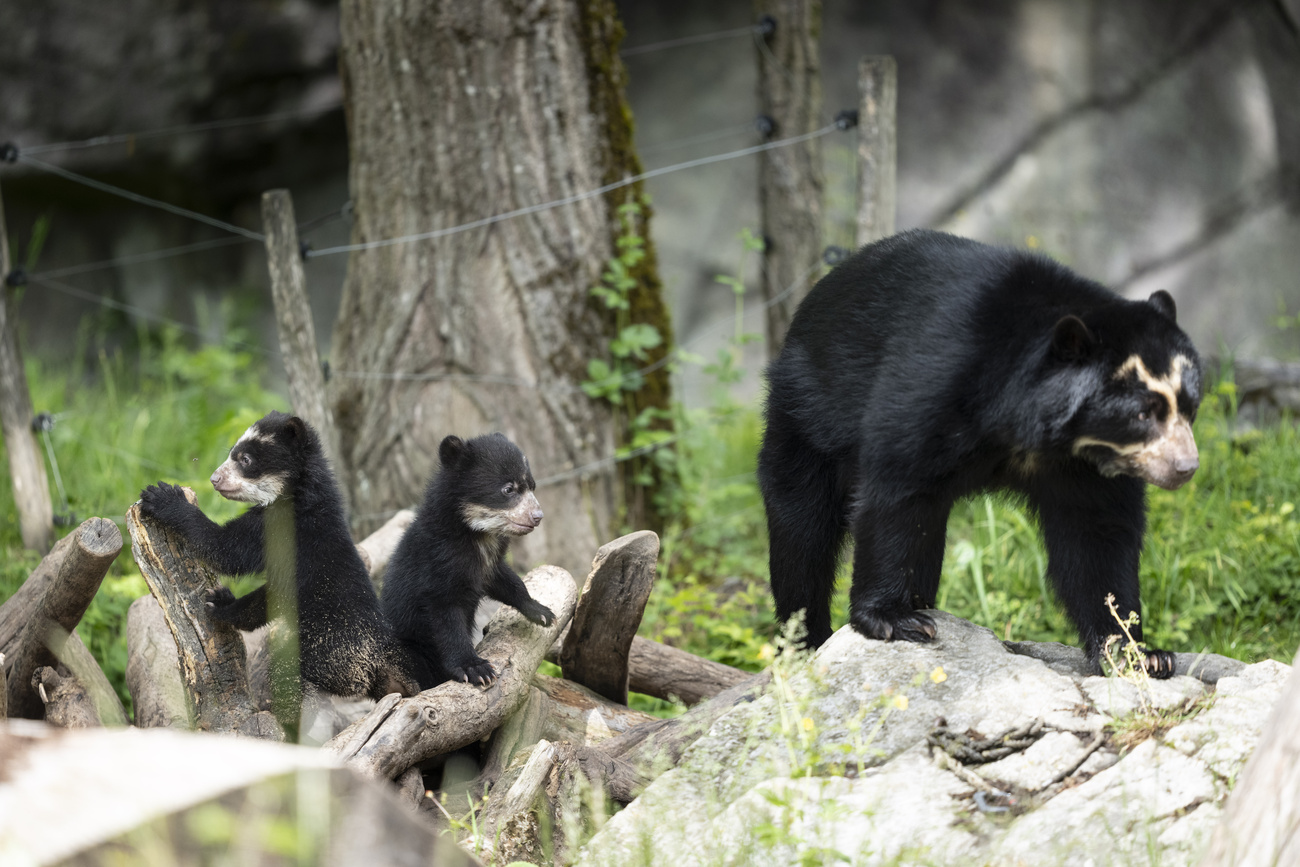 Deux jeunes ours à lunettes, Auki et Amaru, jouent avec leur mère Rica au zoo de Zurich, le 20 mai 2026.
