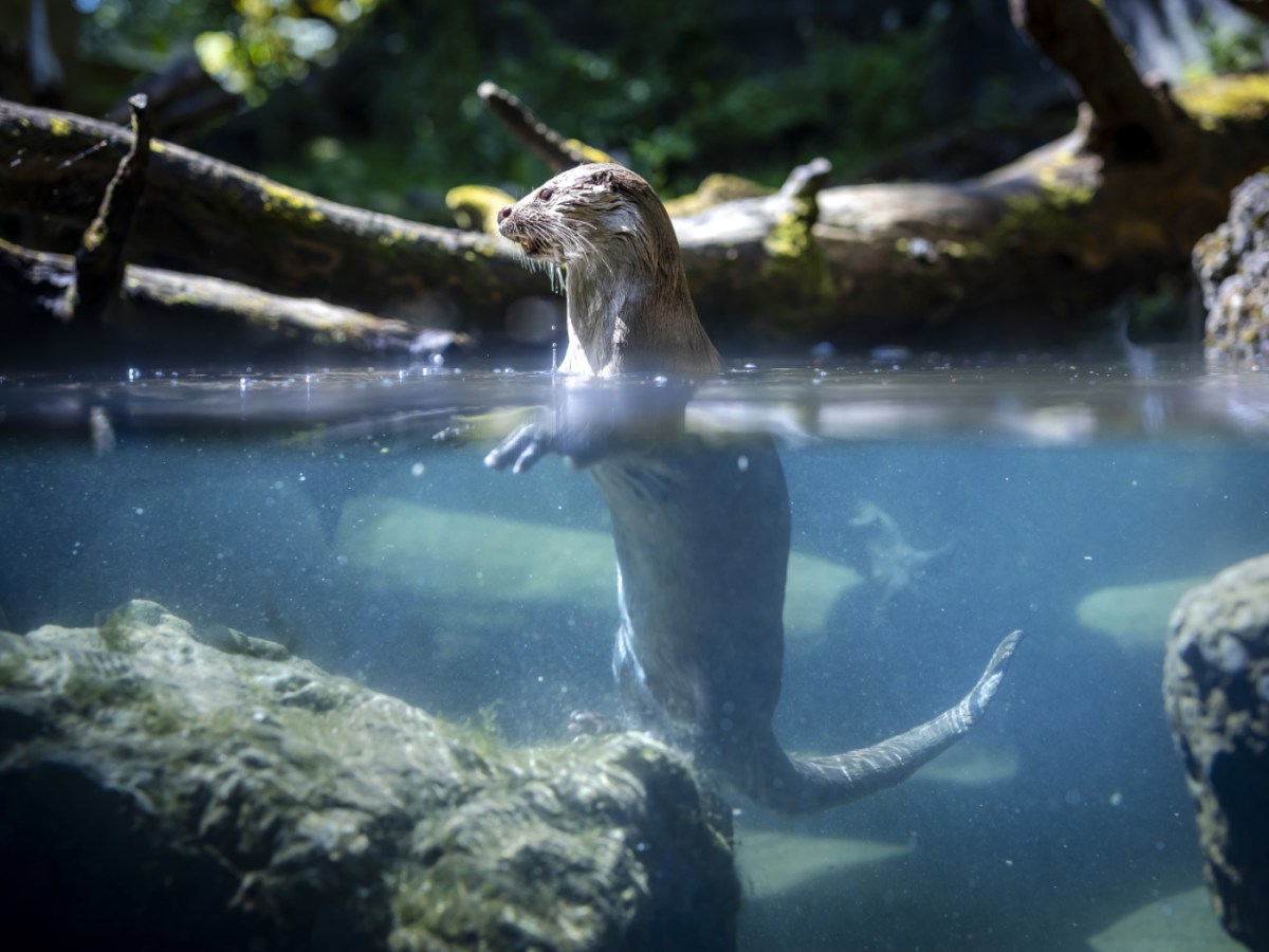 The otter returns to Switzerland – but for how long? The otter returns to Switzerland – but for how long?