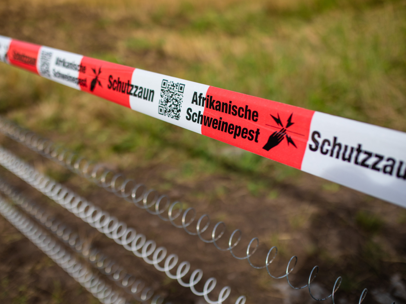 High risk of contagious swine fever spreading in Switzerland High risk of contagious swine fever spreading in Switzerland