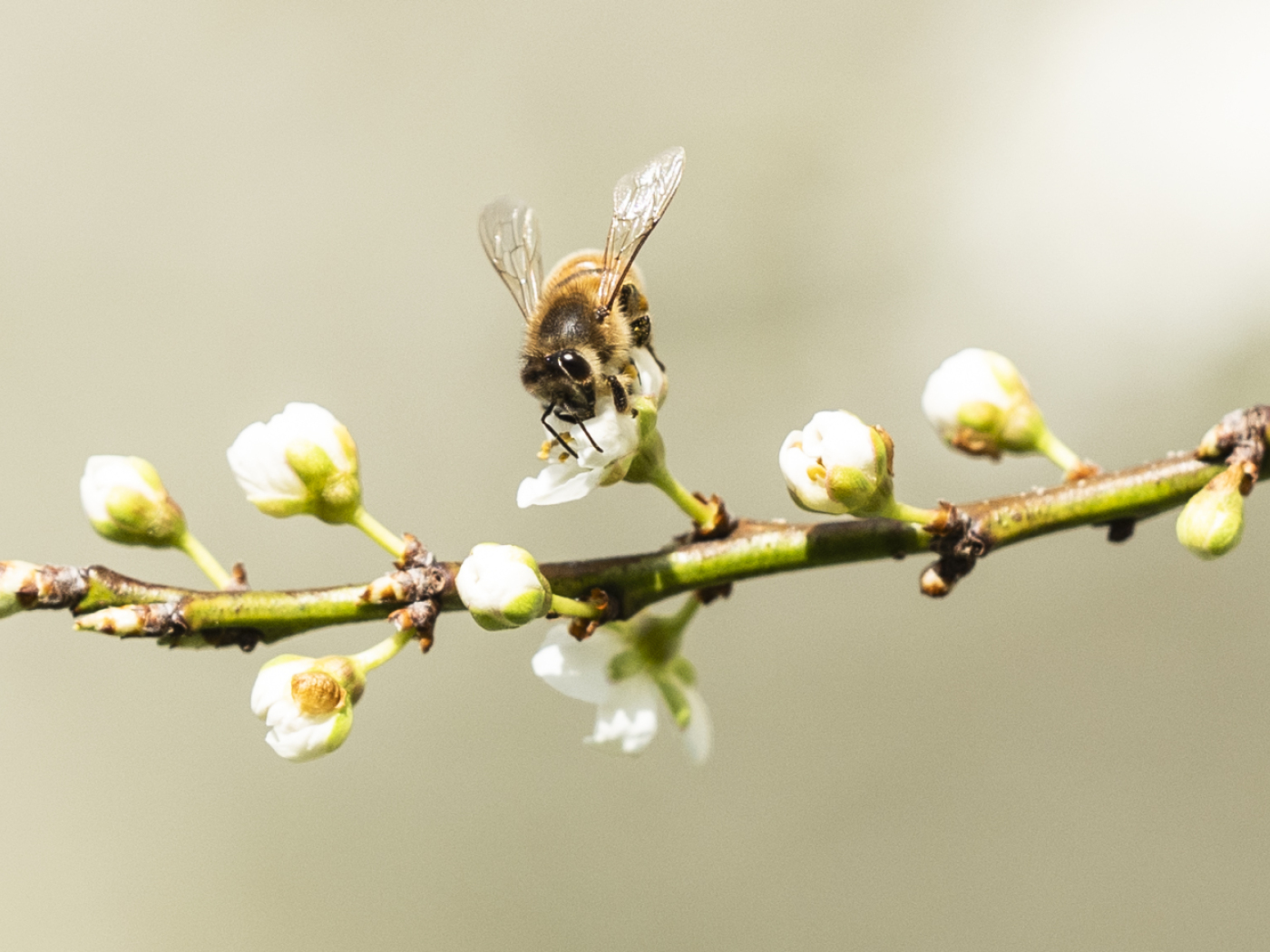 ape su un fiore