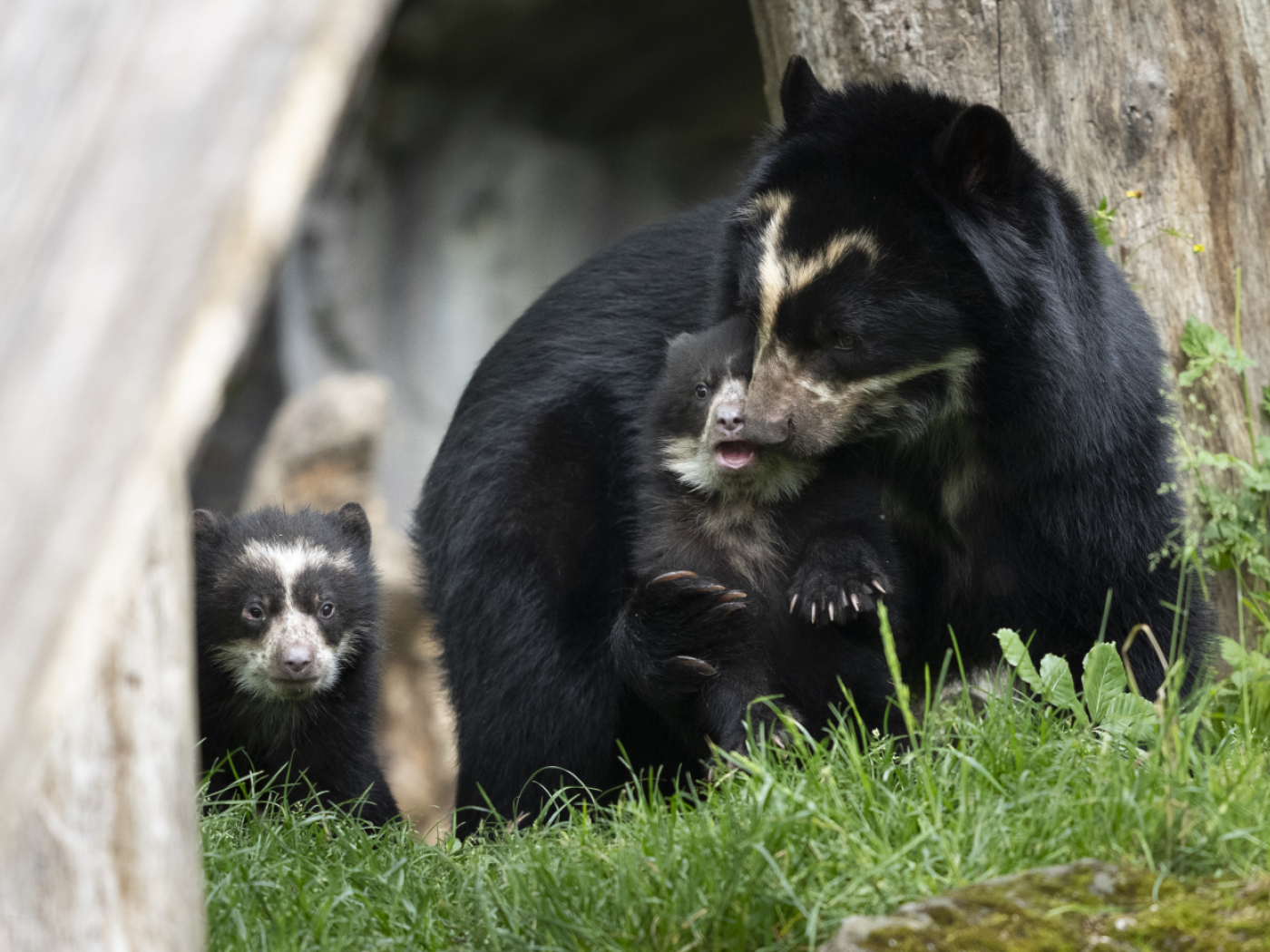 due cuccioli di orso dagli occhiali insieme alla mamma