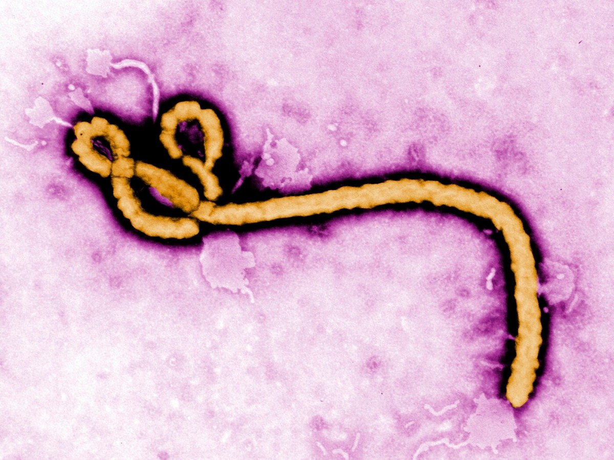 WHO declares Ebola an international health emergency WHO declares Ebola an international health emergency