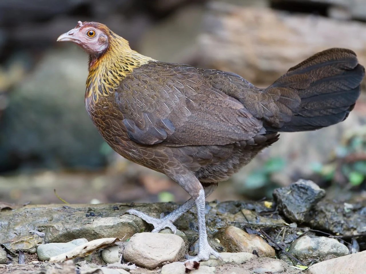Bankivahuhn-Hennen sind hingegen unauffällig braun gefärbt.