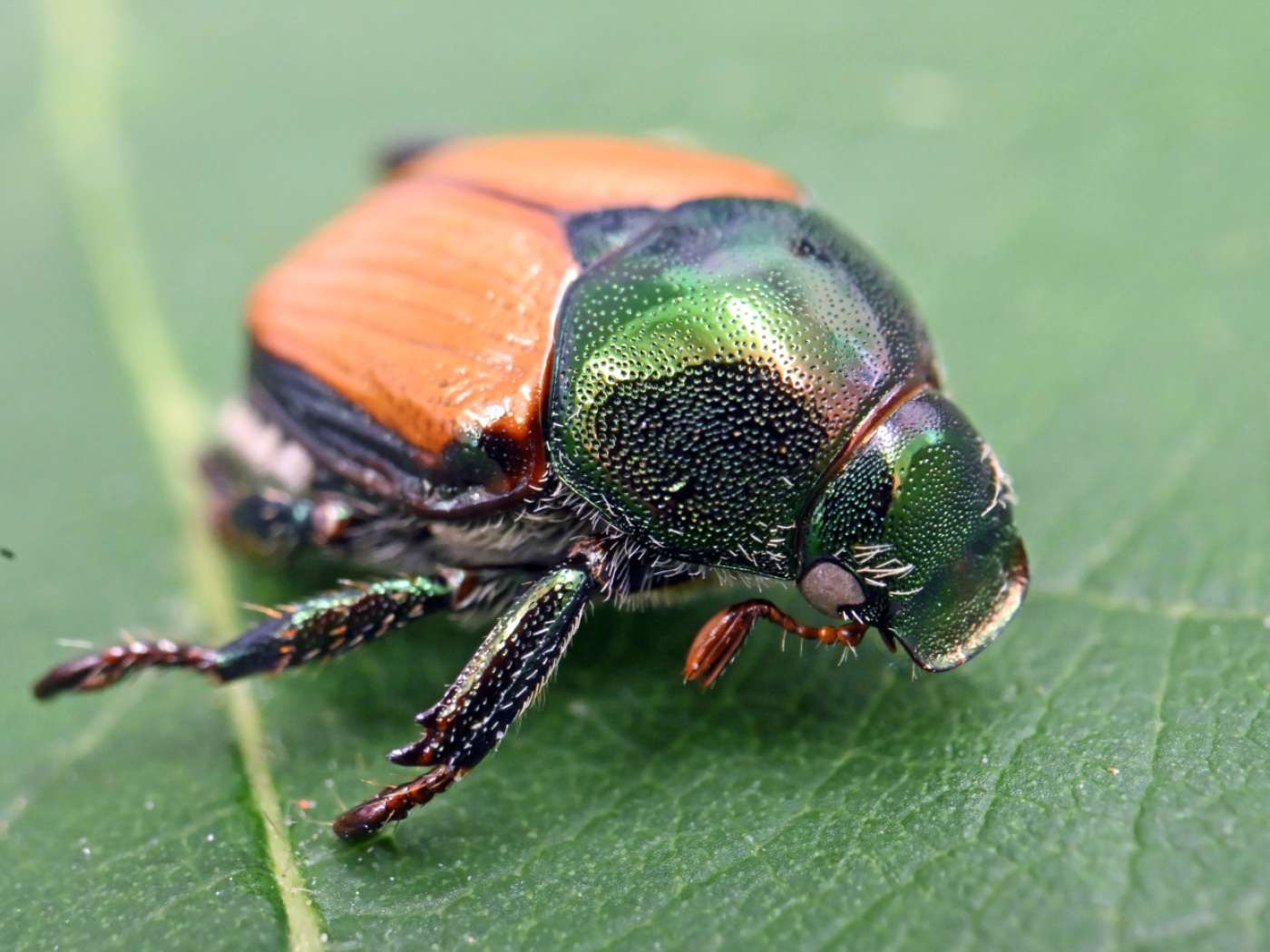 beetle