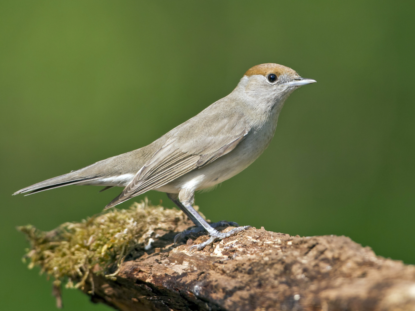 Blackcap replaces chaffinch as the most common bird