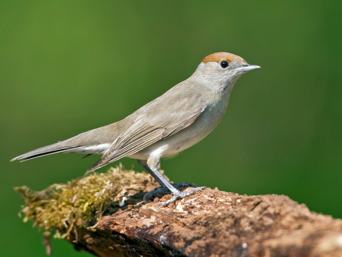 Blackcap replaces chaffinch as most common Swiss bird Blackcap replaces chaffinch as most common Swiss bird