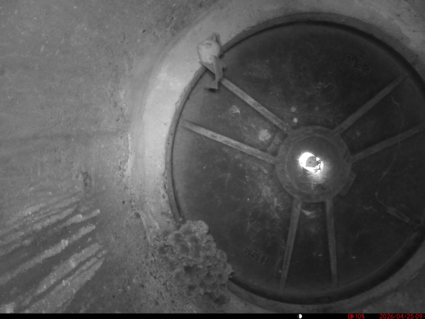 bat in wind tunnel