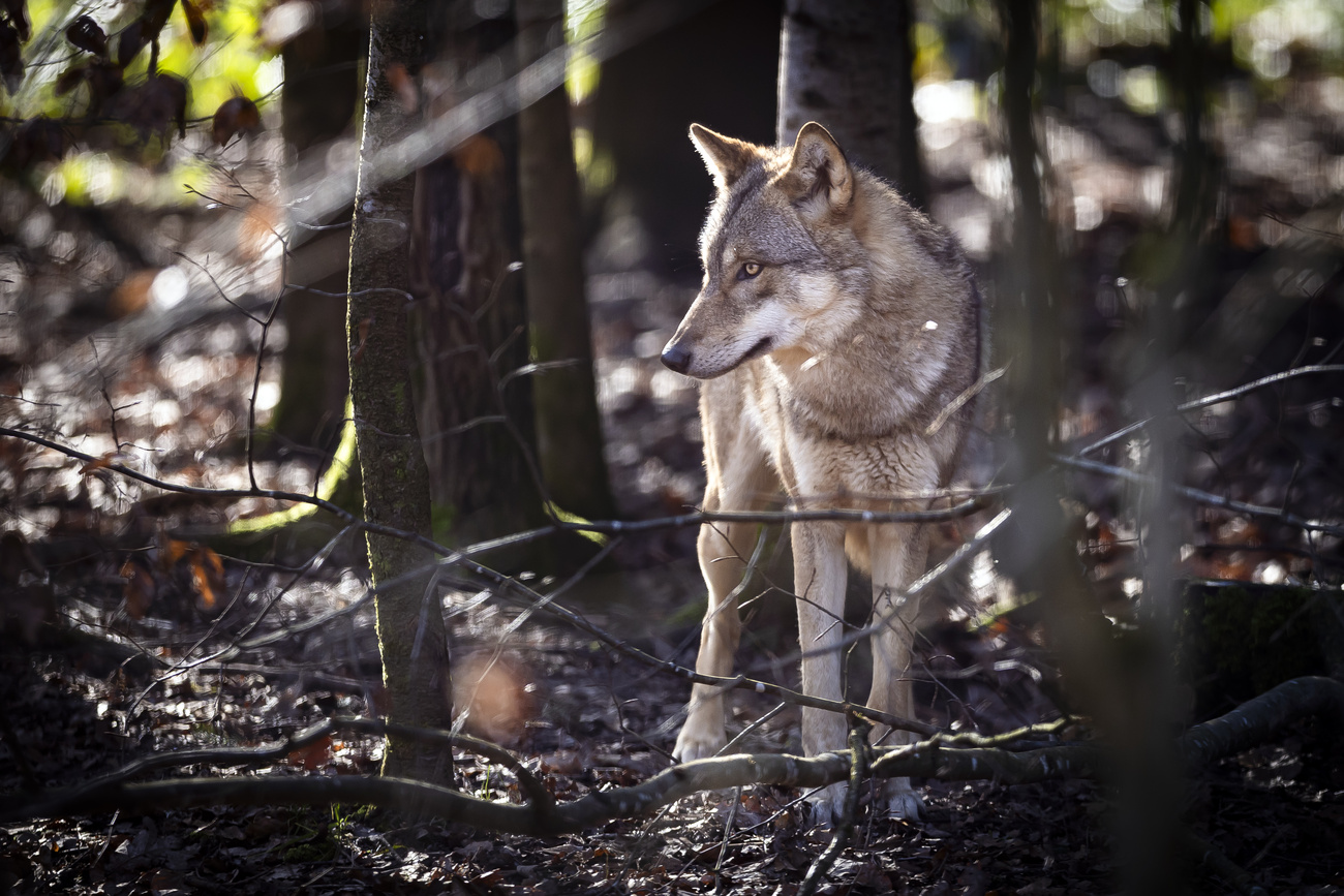 Switzerland changed population control measures for wolves in 2022.