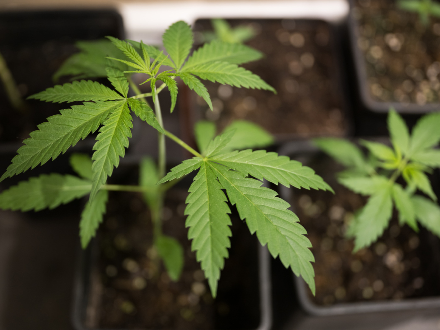 A large-scale cannabis study is set to begin in the canton of St. Gallen