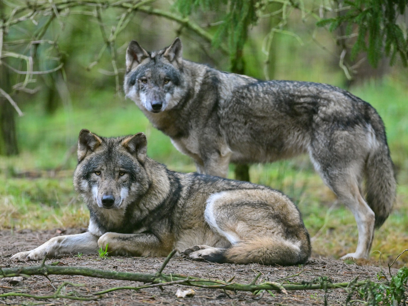 Swiss wolves