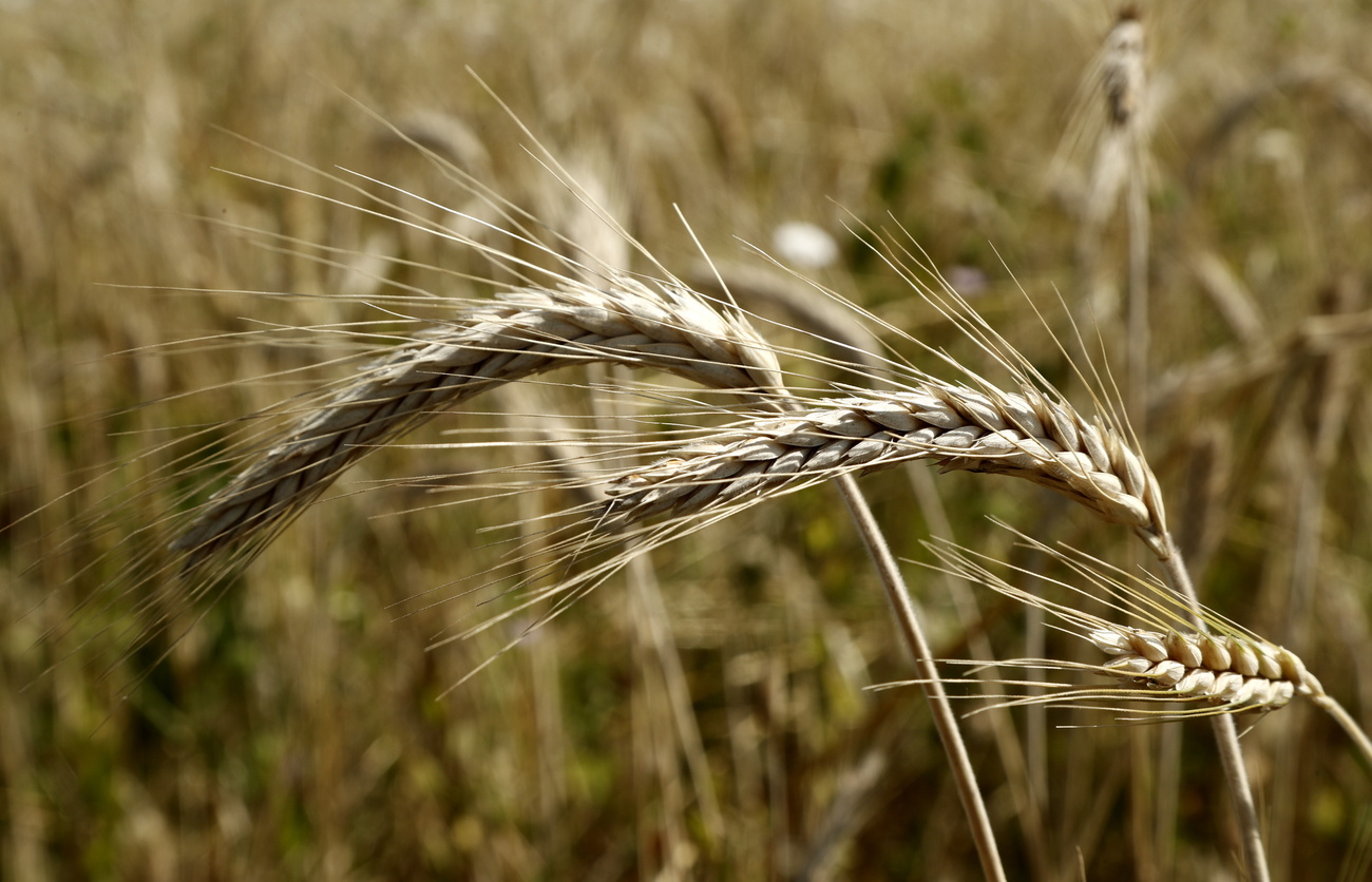 Wheat harvest in southern France