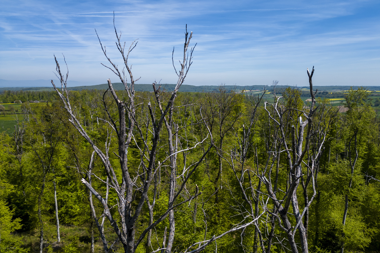 Trees that died due to drought in the Jura Mountains. Swiss forests can also become a source of CO2 emissions.