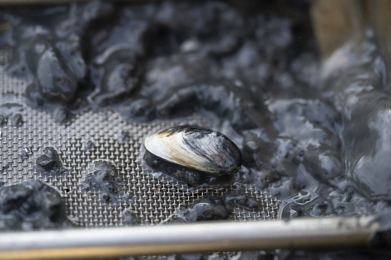 Bienne teste un système innovant contre l'invasion des moules quagga dans ses conduites