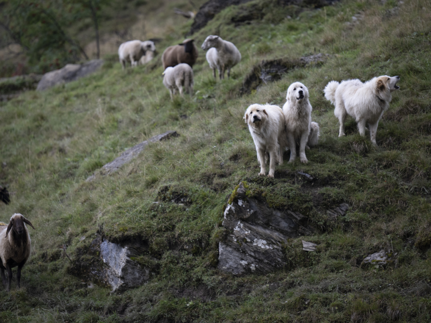 cani da pastore sorvegliano un gregge