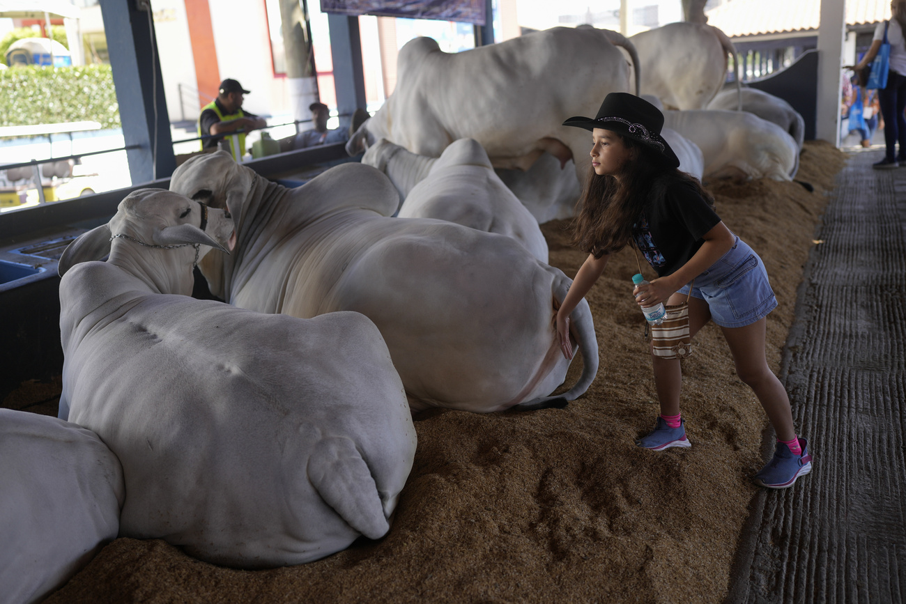 Vacas em um curral no Brasil