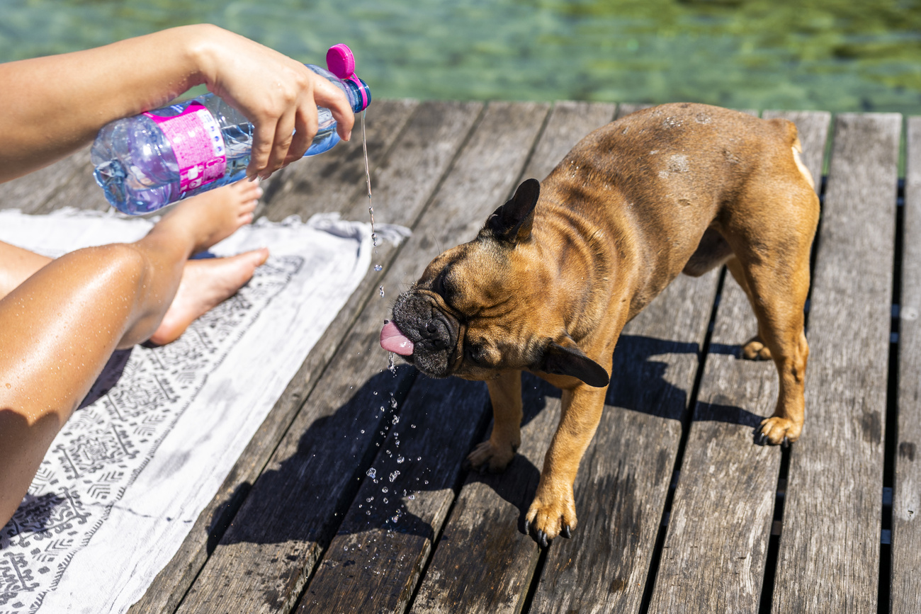 cane beve acqua versata da una bottiglietta