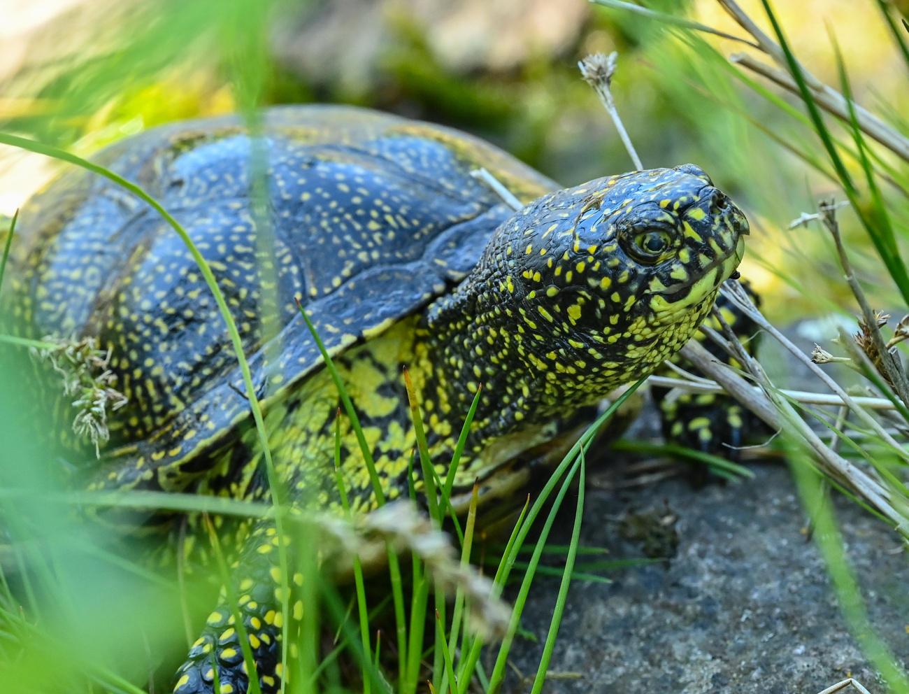 The European pond turtle (Emys orbicularis) is the only native turtle species in Switzerland.